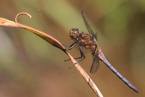 Réf. 255 777 : Orthetrum coerulescens